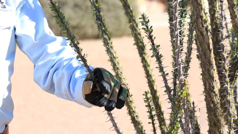 Gloves for landscaping